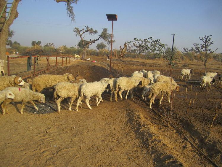 Magra sheep httpsuploadwikimediaorgwikipediacommonsthu