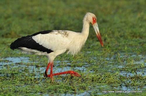 Maguari stork Maguari Stork