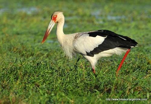 Maguari stork Maguari Stork