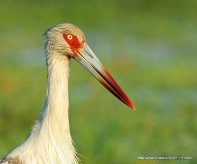 Maguari stork Maguari Stork