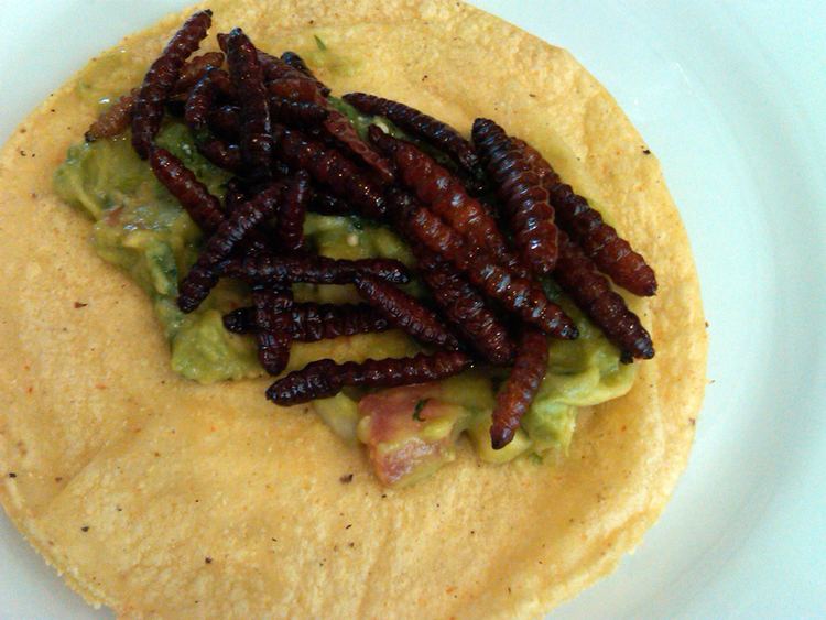 Maguey worm Talking about Mexican Gastronomy Flavors Of Mexican Cuisine