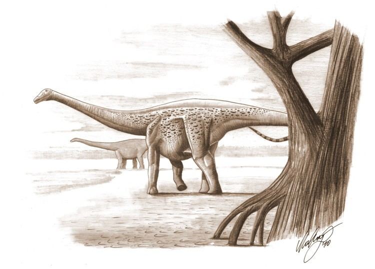 Magyarosaurus Magyarosaurus Dacus A Sauropod Dwarf Study Finds Science 20