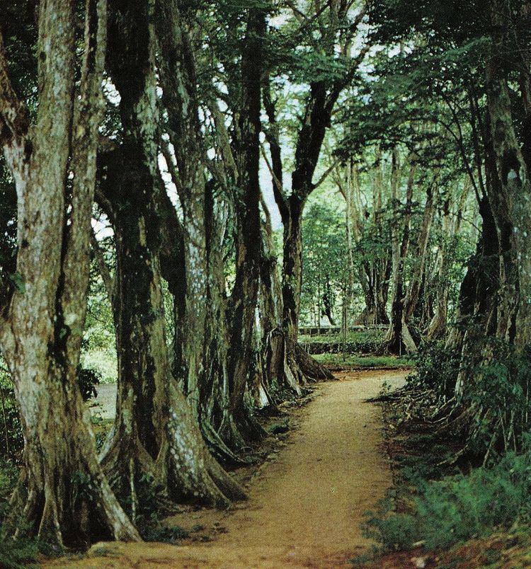 Mahé highlands and surrounding areas Important Bird Area