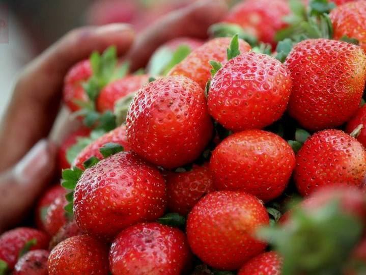 Mahabaleshwar strawberry