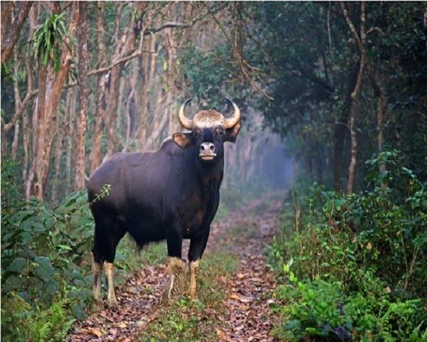 Mahananda Wildlife Sanctuary Dooars Ecoviillege Spend your vacation at Dooars with Mahananda