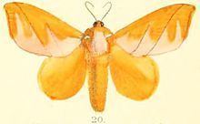 Mahanta (moth) httpsuploadwikimediaorgwikipediacommonsthu
