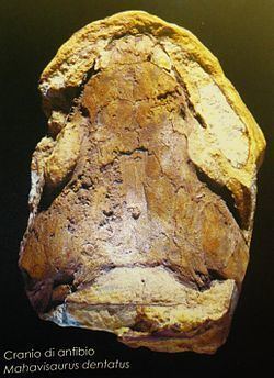 Mahavisaurus httpsuploadwikimediaorgwikipediacommonsthu