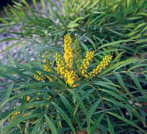 Mahonia Soft Caress39 Mahonia Southern Living Plants