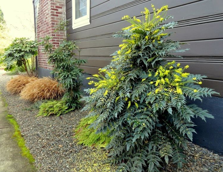 Mahonia danger garden Mahonia gracilipes is my favorite plant in the garden