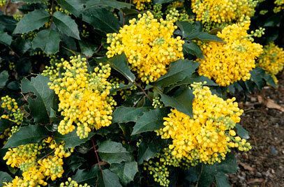 Mahonia RHS advice amp tips on garden amp indoor plants Plant finder