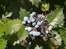 Mahonia httpsuploadwikimediaorgwikipediacommonsthu