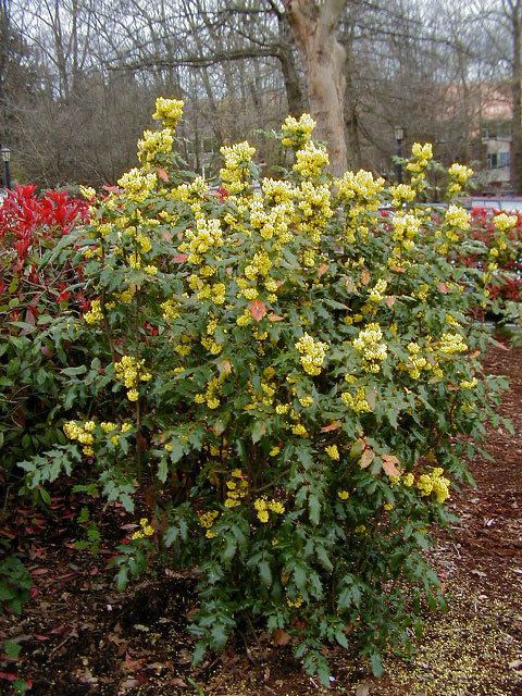 Mahonia aquifolium Mahonia Aquifolium Information and Advice Garden Care and More