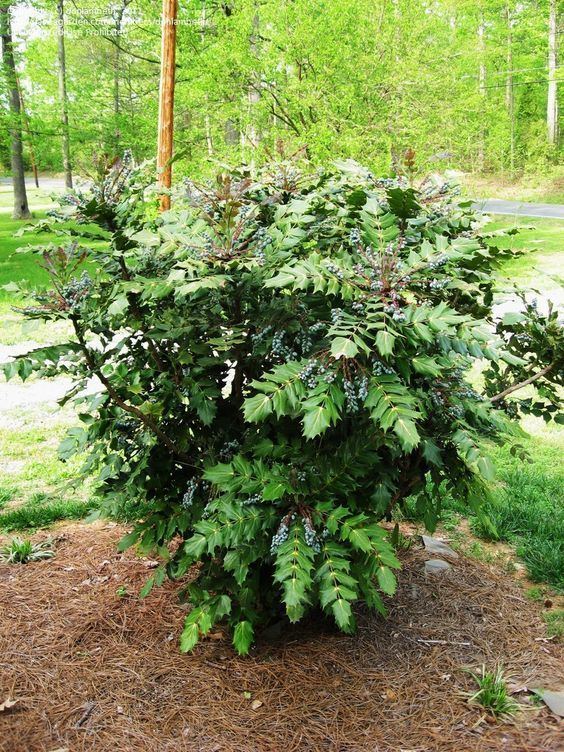 Mahonia bealei Full size picture of Leatherleaf Mahonia Beale39s Barberry Mahonia