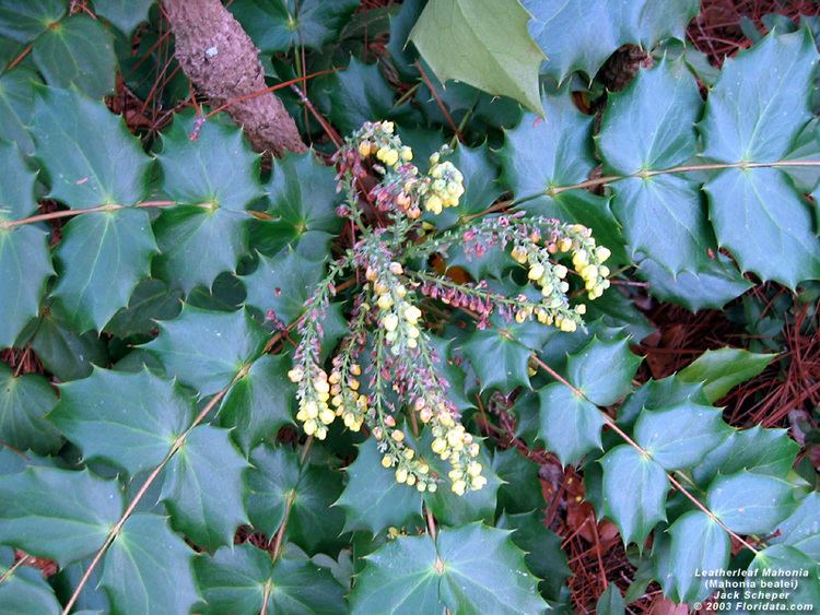 Mahonia bealei Mahonia bealei