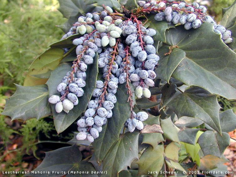 Mahonia bealei Mahonia bealei