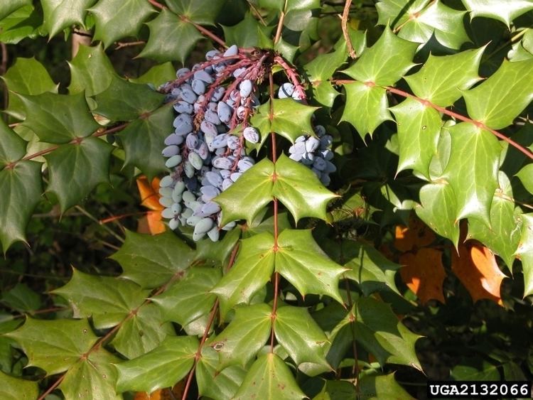 Mahonia bealei Plant Details Tennessee Invasive Plant Council