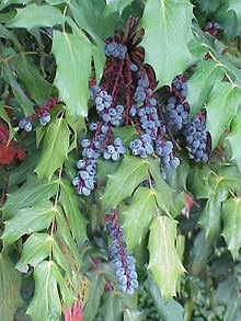 Mahonia bealei httpsuploadwikimediaorgwikipediacommonsthu