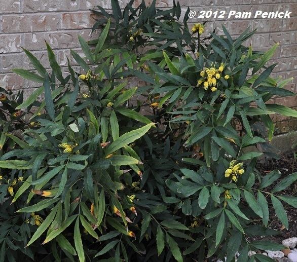 Mahonia fortunei Plant This Chinese mahonia for Foliage FollowUp DiggingDigging