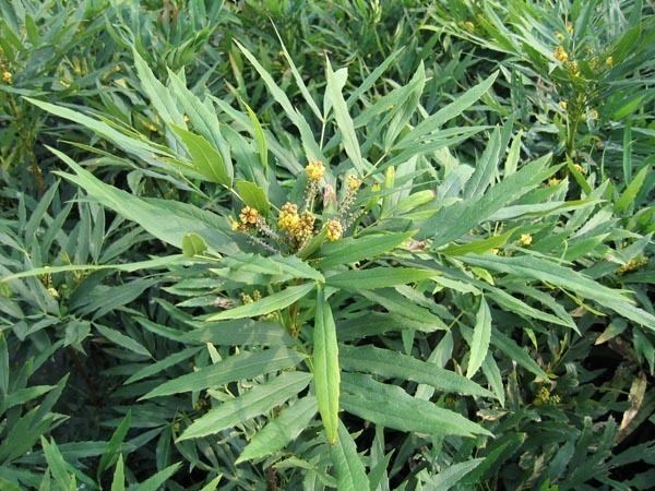 Mahonia fortunei Mahonia fortunei Health effects and herbal facts