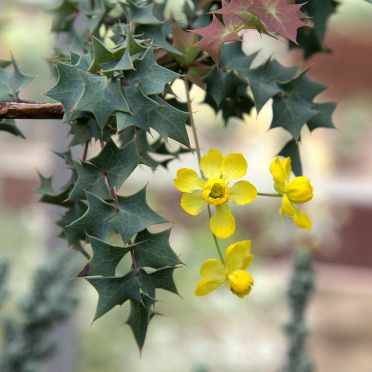 Mahonia fremontii FileIMG 5425Mahonia fremontiijpg Wikimedia Commons