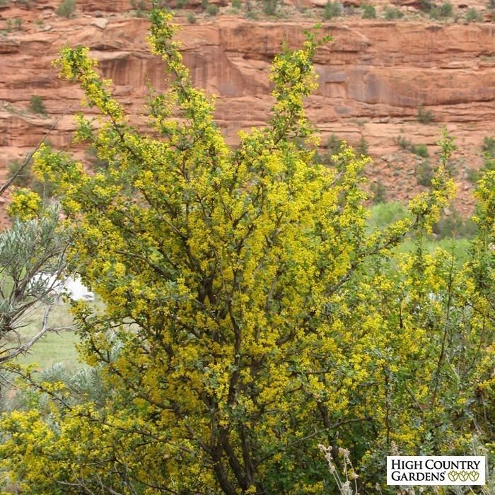 Mahonia fremontii Mahonia fremontii Desert Holly Low Water Plants Eco Friendly