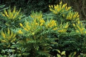 Mahonia japonica Mahonia Japonica Information and Advice Care and Pruning Tips