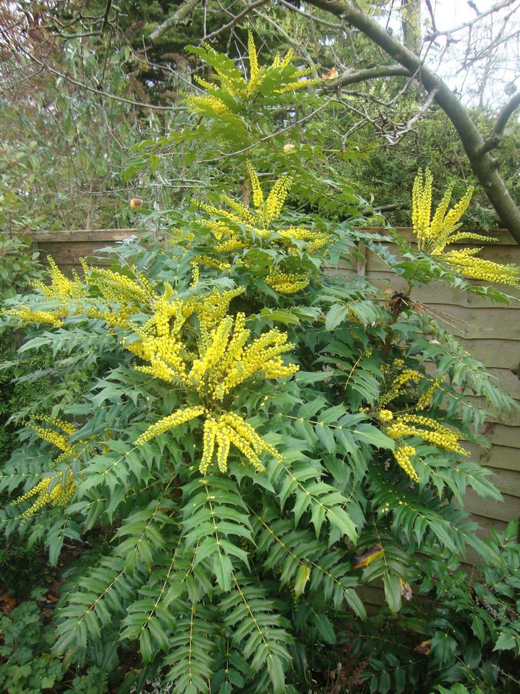 Mahonia japonica Mahonia Japonica Two Chances Veg Plot Blog