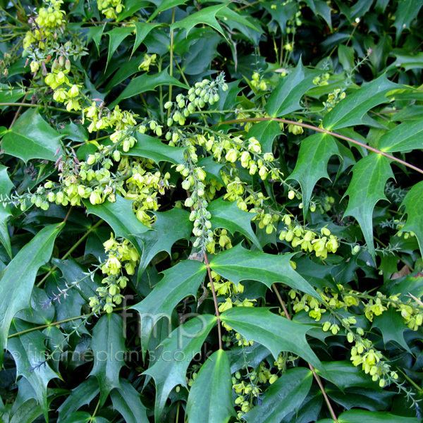 Mahonia japonica Mahonia japonica Mahonia Information Pictures amp Cultivation Tips