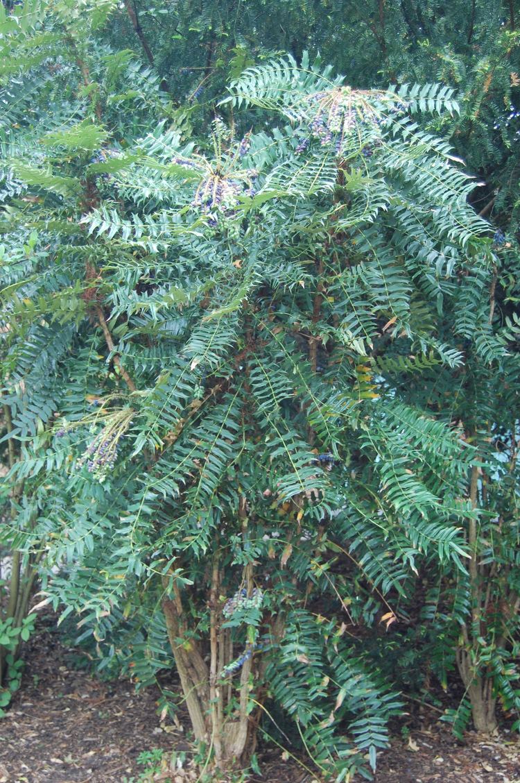 Mahonia lomariifolia davisla2fileswordpresscom201206mahonialomar
