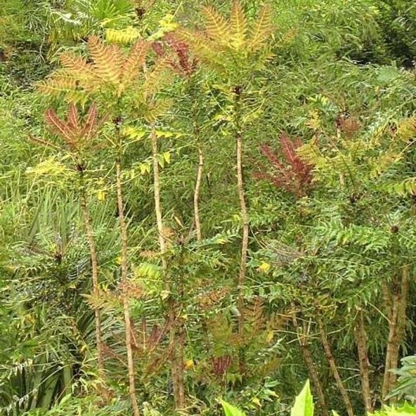 Mahonia lomariifolia lomariifolia