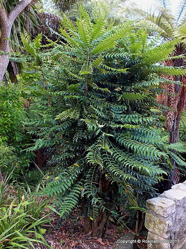 Mahonia lomariifolia TERRAIN Taranaki Educational Resource Research Analysis