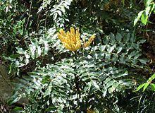 Mahonia napaulensis httpsuploadwikimediaorgwikipediacommonsthu
