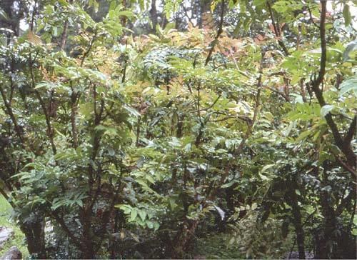 Mahonia napaulensis Berberidaceae