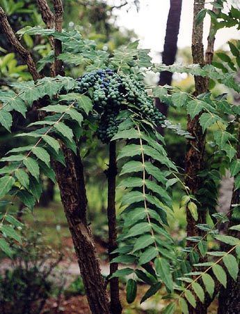 Mahonia napaulensis Berberidaceae