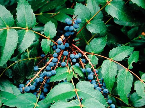 Mahonia nervosa View Plant Great Plant Picks