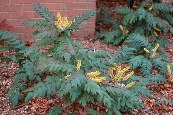 Mahonia nervosa Mahonia nervosa Landscape Plants Oregon State University