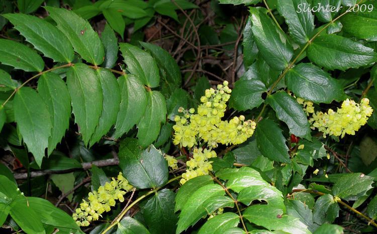 Mahonia nervosa Oregon Grape Cascade Oregongrape Dull Oregongrape Longleaved