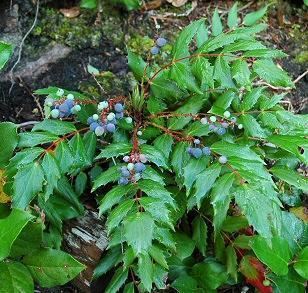 Mahonia nervosa Washington Native Plant Society Photograph of Mahonia nervosa