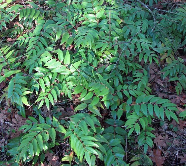 Mahonia nervosa GOERT for Gardeners amp Restoration Practitioners Propagation