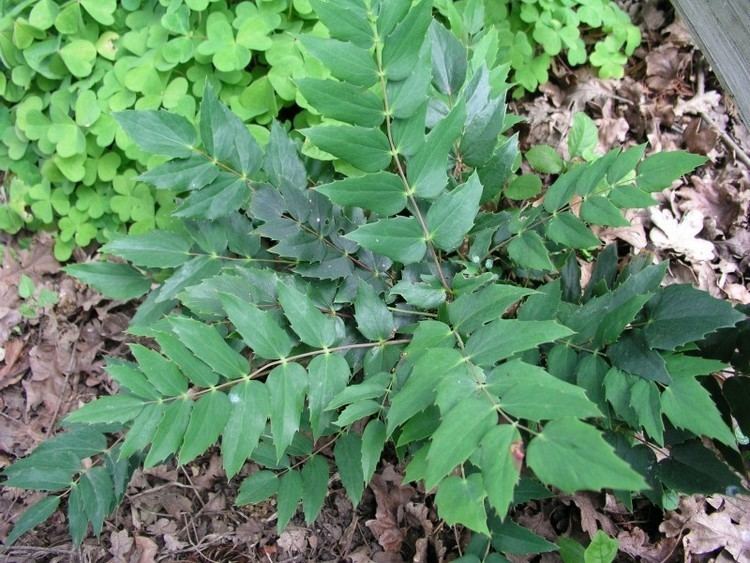 Mahonia nervosa Mahonia nervosa Sevenoaks Native Nursery