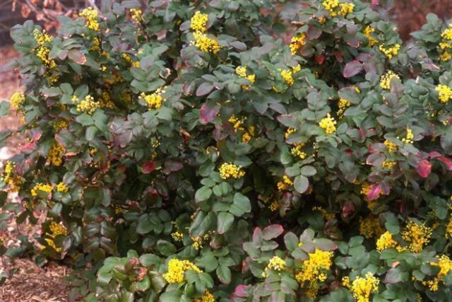 Mahonia repens MAHONIA REPENS Creeping Mahonia ColoradoHardyPlantscom