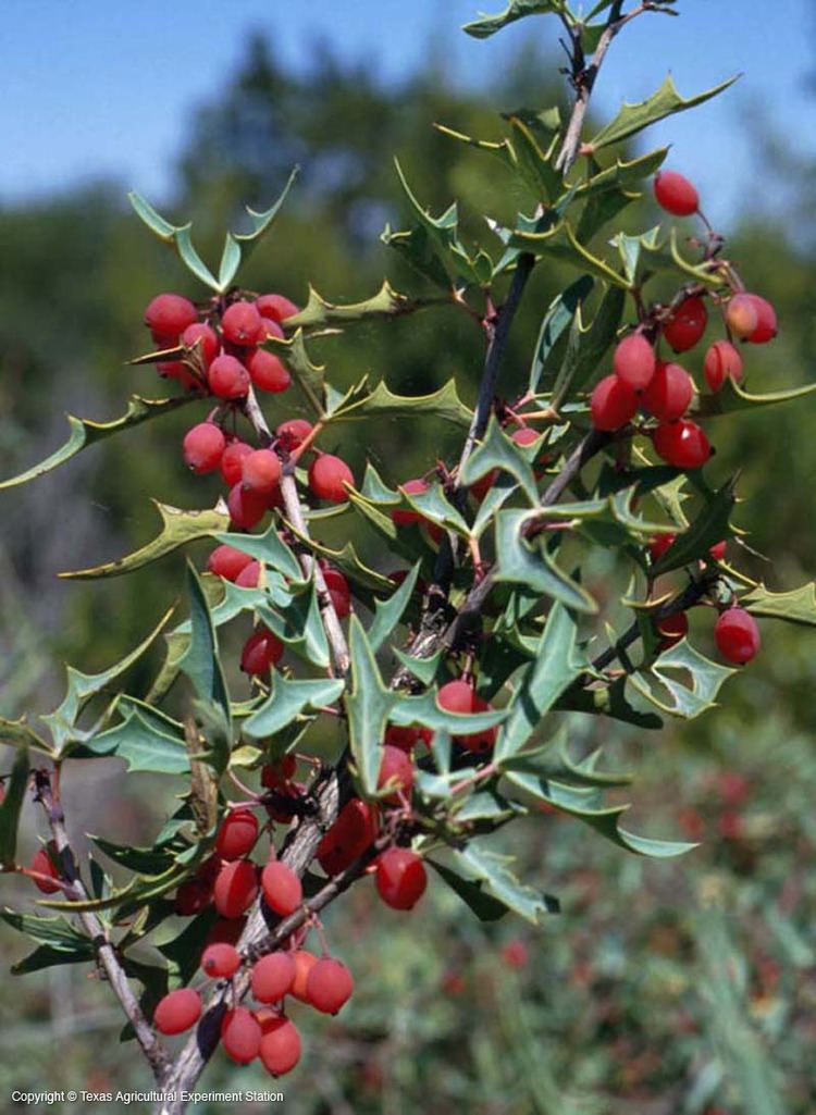 Mahonia trifoliolata Texas Native Plants Database