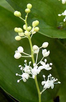 Maianthemum bifolium httpsuploadwikimediaorgwikipediacommonsthu