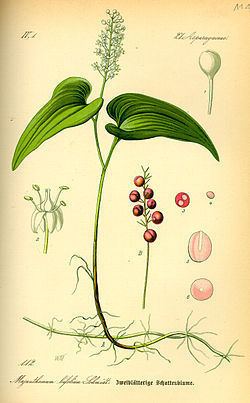 Maianthemum bifolium Maianthemum bifolium Wikipedia