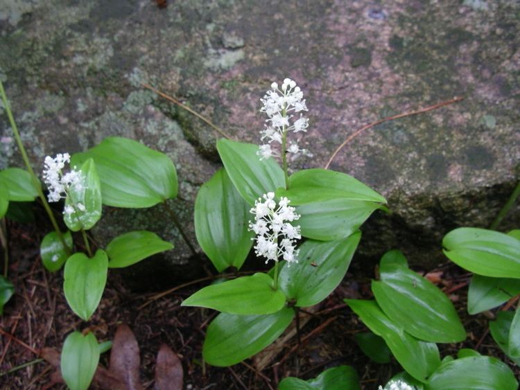 Maianthemum canadense Maanthme du Canada Wikipdia