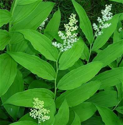 Maianthemum Online Virtual Flora of Wisconsin Maianthemum racemosum