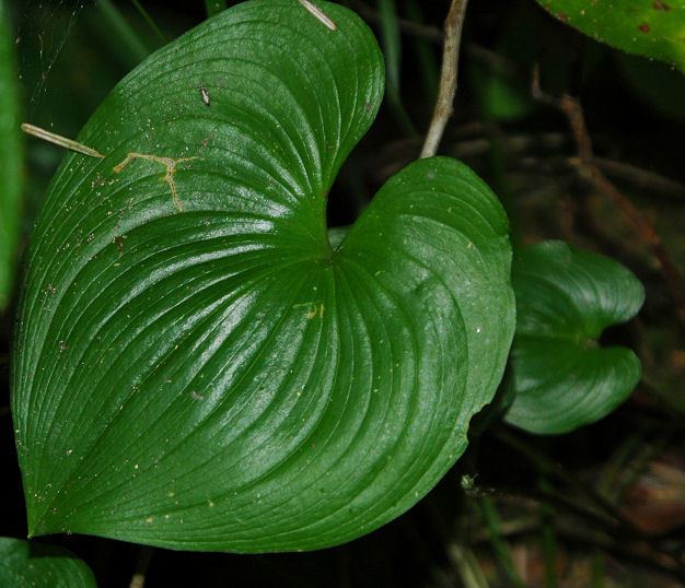 Maianthemum dilatatum Pacific Bulb Society Maianthemum
