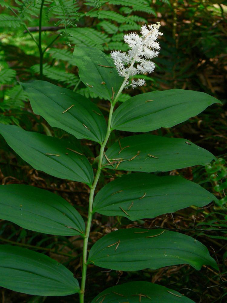Maianthemum racemosum httpsuploadwikimediaorgwikipediacommonsdd