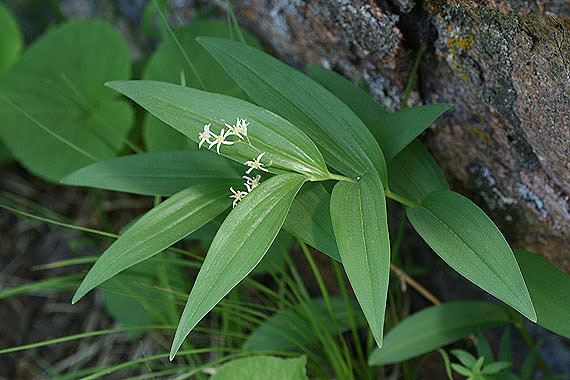 Maianthemum stellatum Maianthemum stellatum Colorado Wildflowers