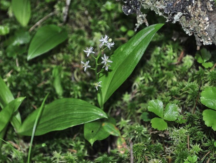 Maianthemum trifolium Online Virtual Flora of Wisconsin Maianthemum trifolium
